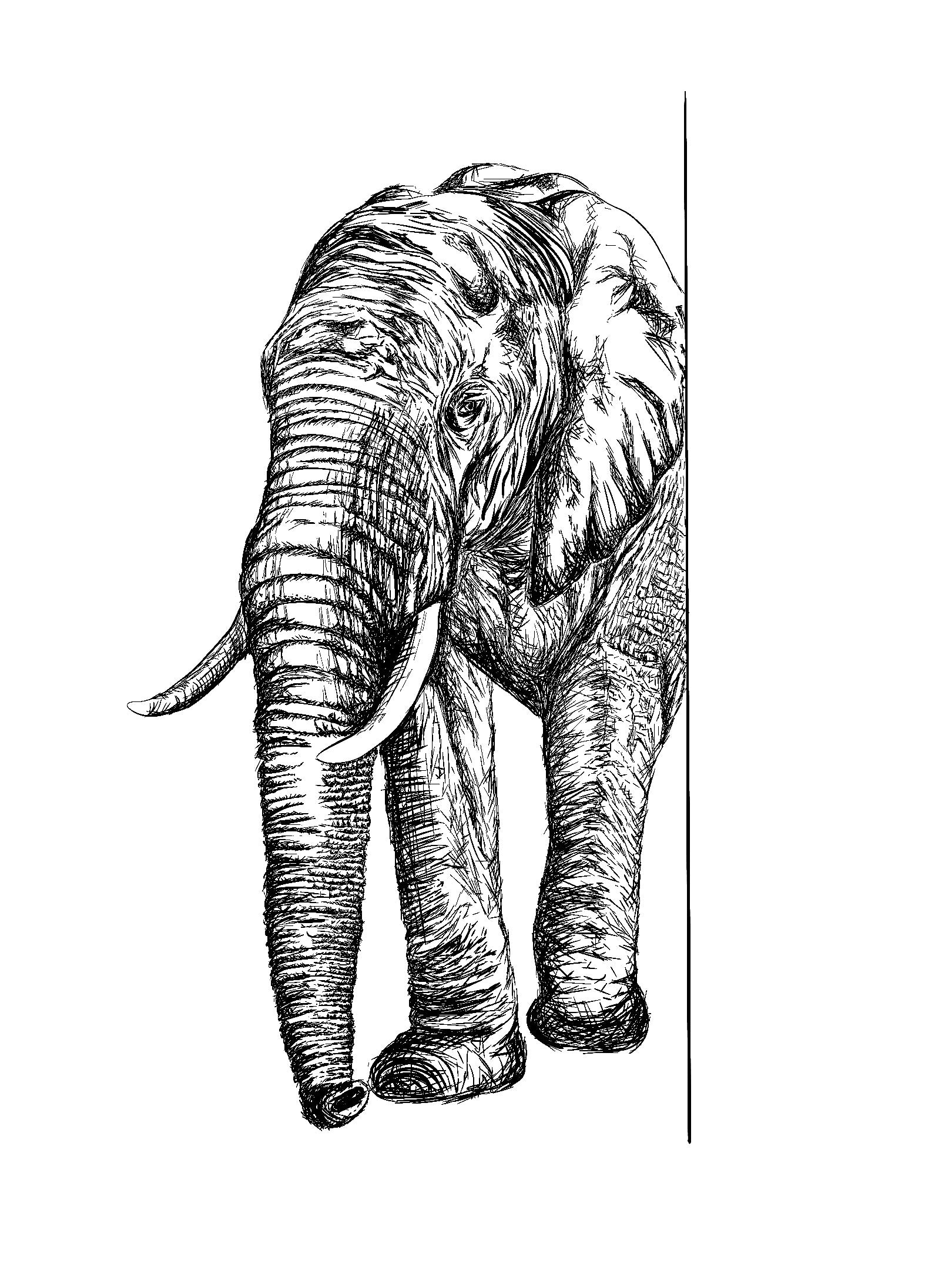 african elephant head drawings